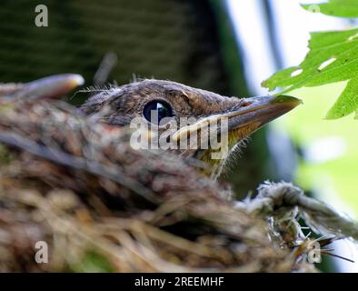 Nichée, jeune oiseau noir (Turdus merula) à Nest, Saxe, Allemagne Banque D'Images