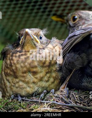 Oiseau noir (Turdus merula), femelle et nichée, jeune oiseau noir dans le nid, Saxe, Allemagne Banque D'Images