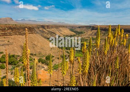 Vue sur la vallée et les fleurs. Ciudad Velha. Cidade Velha. Santiago. Cabo Verde. Afrique Banque D'Images