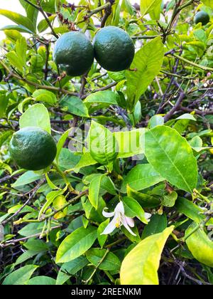 Fruits de citron vert et fleurs en fleurs sur un tilleul Banque D'Images