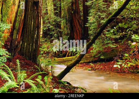 Un ruisseau jaillit devant une forêt de séquoias couverte de mousse d'une pluie récente à Muir Wood, en Californie Banque D'Images