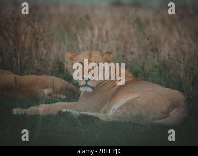 Lionne dormant dans le serengeti central Banque D'Images