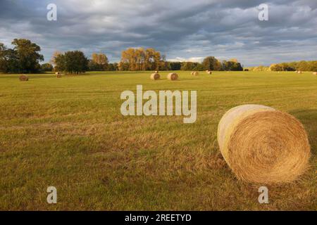 Atmosphère d'automne dans la plaine inondable, prairie fauchée, balles de paille, Réserve de biosphère de l'Elbe moyen, Saxe-Anhalt, Allemagne Banque D'Images