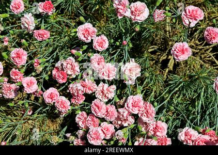 Fleurs roses, dianthus, Cardiff juillet 2023. Banque D'Images