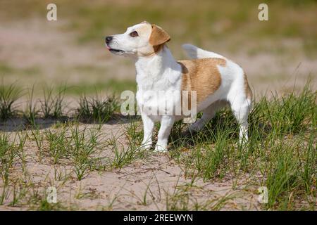 Chien, Jack Russell Terrier, chien de race, chien domestique (Canis lupus familiaris), Portrait, Schleswig-Holstein, Allemagne Banque D'Images