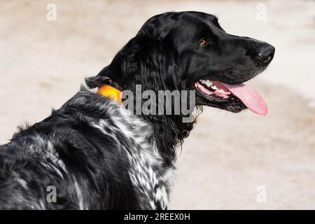 Grand Muensterlander, chien (Canis lupus familiaris), chien de chasse, chien pointant, chien de race, Allemagne Banque D'Images