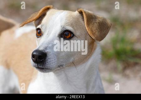 Chien, Jack Russell Terrier, chien de race, chien domestique (Canis lupus familiaris), Portrait, Schleswig-Holstein, Allemagne Banque D'Images