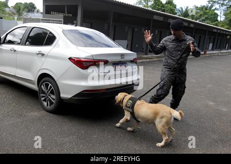 salvador, bahia, brésil - 5 mai 2023 : chien de race Labrador utilisé pour renifler la drogue et les explosifs dans le travail de police par la police militaire de Bahia. Banque D'Images