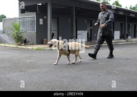 salvador, bahia, brésil - 5 mai 2023 : chien de race Labrador utilisé pour renifler la drogue et les explosifs dans le travail de police par la police militaire de Bahia. Banque D'Images