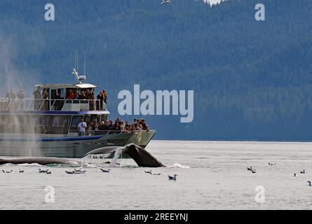 Baleine à bosse plonge dans les profondeurs directement devant un bateau touristique, observation des baleines, passage intérieur, Juneau, Alaska, ÉTATS-UNIS Banque D'Images