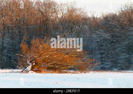 Saule mort dans la neige, Réserve de biosphère de l'Elbe moyen, Saxe-Anhalt, Allemagne Banque D'Images