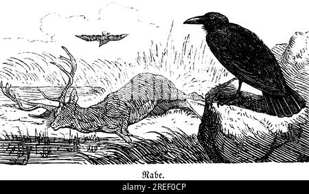Raven, Hubertus chasse et scènes de chasse, animaux sauvages, nature, cerf mort, oiseau, roche, bec, noir, plumage, illustration historique vers 1860 Banque D'Images