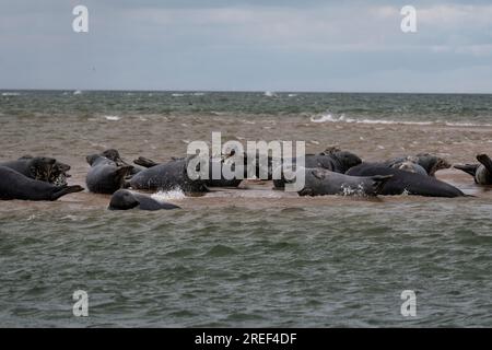 Phoques gris et communs se reposant après s'être nourris sur le banc de sable à Blakeney point, Blakeney, Norfolk nord, Angleterre, Royaume-Uni Banque D'Images