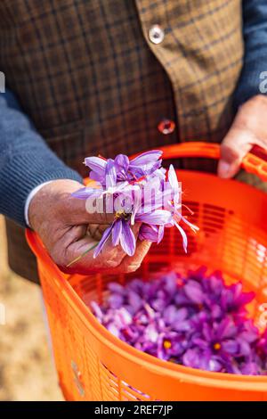 Chanda Haro, Pampore, Jammu-et-Cachemire, Inde. Récolte de fleurs de crocus de safran dans un champ au Jammu-et-Cachemire. Banque D'Images