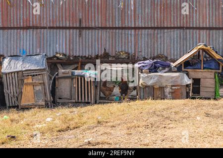 Hazratbal, Srinagar, Jammu-et-Cachemire, Inde. Poulets devant une maison à Srinagar. Banque D'Images