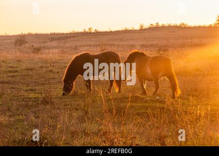 Chevaux de poney Exmoor dans la réserve naturelle de Milovice, République tchèque Banque D'Images