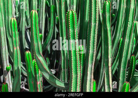 Des cactus dans un jardin botanique. Fond de cactus vert Banque D'Images