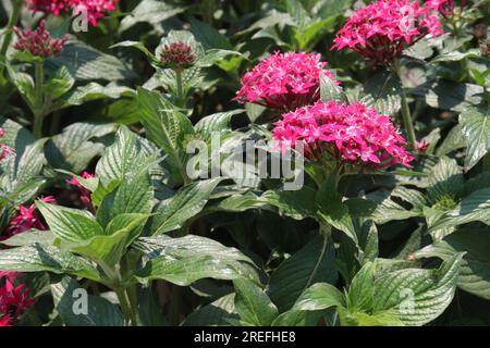 Pentas lanceolata plante florale à la ferme pour la récolte sont des cultures commerciales Banque D'Images