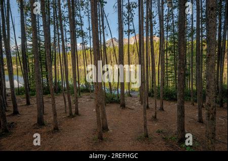 Forêt de pins sur la rive du lac Herbert dans le parc national Banff, Alberta, Canada Banque D'Images