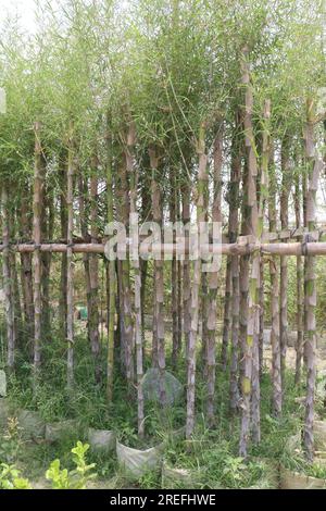 La plante de bambou Fishpole à la ferme pour la récolte sont des cultures commerciales Banque D'Images