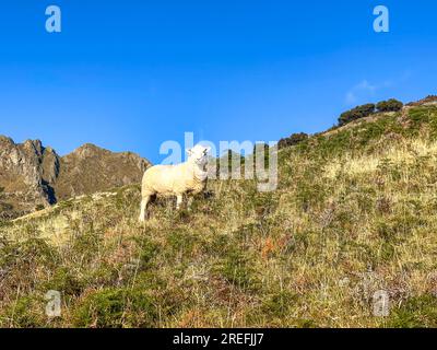 Moutons paissant sur les pentes des Alpes du Sud sur la piste du pic Isthme près du lac Hawea Banque D'Images