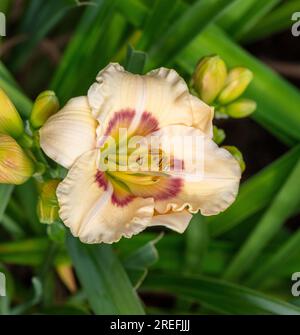 'Siloam Baby Talk', l'hémérocalle (Hemerocallis) Daglilja Banque D'Images