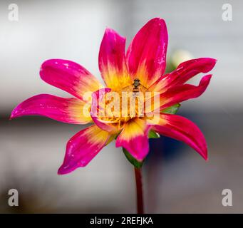 Dahlia à fleurs uniques, Enkelblommig dahlia (Dahlia x hortensis) Banque D'Images