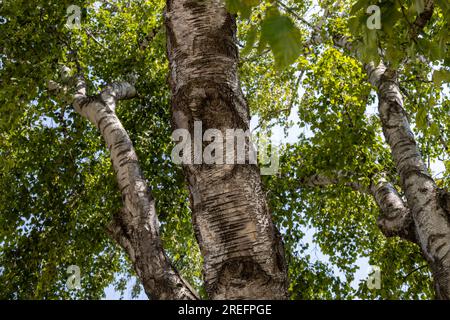Vue de texture abstraite plein cadre à faible angle de la canopée inférieure des branches et des feuilles sur un bouleau blanc par une journée ensoleillée Banque D'Images