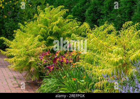 Gros plan vue sur le paysage des plantes de sumac de staghorn (rhus typhina) et des lys le long d'une promenade de jardin en maçonnerie sur une journée ensoleillée Banque D'Images