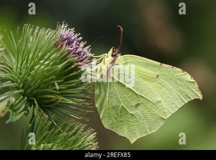 Un joli papillon Brimstone, Gonepteryx rhamni, nectaring d'une fleur sauvage du Grand Burdock. Banque D'Images