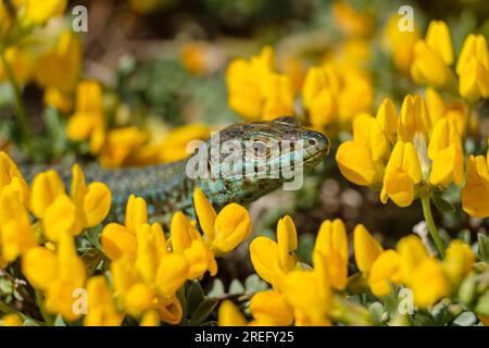 Podarcis hispanicus, Sargantana, Cap Barbaria, Formentera, Iles Pitiuses, Communauté des Baléares, Espagne Banque D'Images