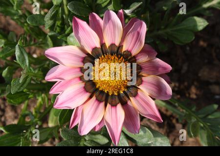 Marguerite africaine 'Pink bicolor' (genre Osteospermum) en fleurs : (pix Sanjiv Shukla) Banque D'Images