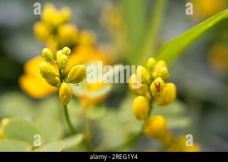 Gros plan de fleurs de Cassia, Mahé Seychelle Banque D'Images