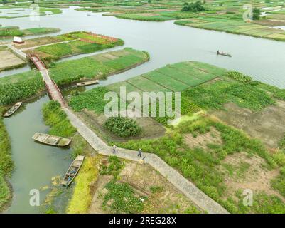 XINGHUA, CHINE - 28 JUILLET 2023 - des agriculteurs travaillent dans un champ de plantation de taro dragon à Xinghua, dans la province du Jiangsu, en Chine, le 28 juillet 2023. La pile Xinghua Banque D'Images