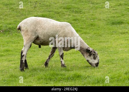 Gros plan d'un bélier Bluefaced Leicester en été avec une toison raccourcie et un pâturage sur de l'herbe verte luxuriante. Orienté vers la droite. Horizontal. Espace de copie Banque D'Images