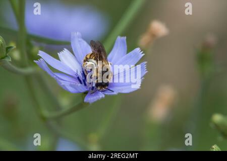 Abeille Andrena collectant le pollen de fleur de chicorée, Alcoy, Espagne Banque D'Images