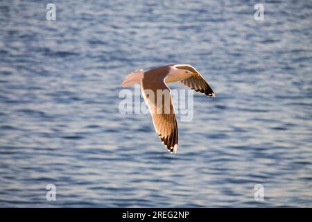 Larus argentatus (goéland hareng européen) survolant les eaux méditerranéennes avec des reflets du soleil sur une aile, photographie prise depuis le Peon Banque D'Images