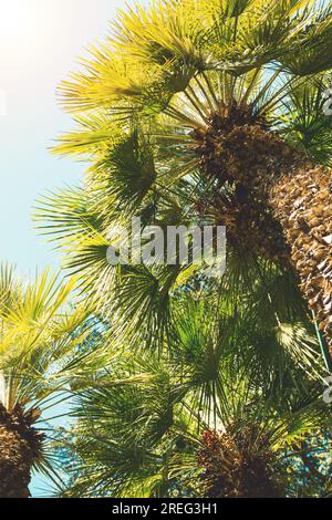 Palmiers sur fond de ciel bleu. Fan Palm Banque D'Images