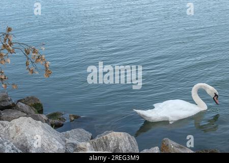 Un cygne muet serein glisse gracieusement à travers le Danube, ajoutant de la beauté aux eaux de Vienne, en Autriche. Banque D'Images