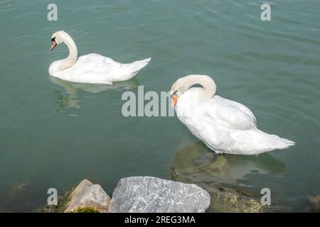 Muet Swan : deux cygnes muets trouvent la sérénité le long du pittoresque Danube à Vienne, en Autriche, captivant les passants avec leur beauté gracieuse et tr Banque D'Images