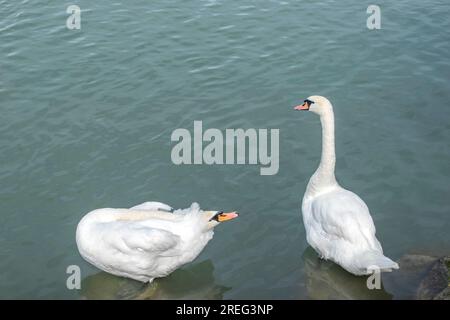 Muet Swan : deux cygnes muets trouvent la sérénité le long du pittoresque Danube à Vienne, en Autriche, captivant les passants avec leur beauté gracieuse et tr Banque D'Images