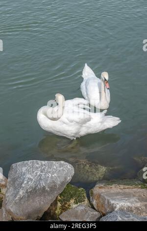 Muet Swan : deux cygnes muets trouvent la sérénité le long du pittoresque Danube à Vienne, en Autriche, captivant les passants avec leur beauté gracieuse et tr Banque D'Images