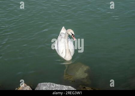 Un cygne muet serein glisse gracieusement à travers le Danube, ajoutant de la beauté aux eaux de Vienne, en Autriche. Banque D'Images