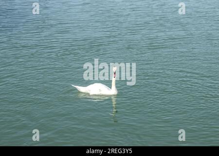 Un cygne muet serein glisse gracieusement à travers le Danube, ajoutant de la beauté aux eaux de Vienne, en Autriche. Banque D'Images
