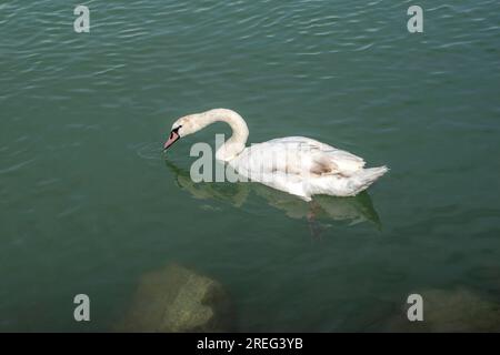 Un cygne muet serein glisse gracieusement à travers le Danube, ajoutant de la beauté aux eaux de Vienne, en Autriche. Banque D'Images