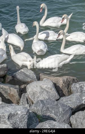 Cygnes muets : un groupe de cygnes muets glisse gracieusement dans les eaux du Danube à Vienne, en Autriche. Assistez à la beauté sereine de ces maje Banque D'Images