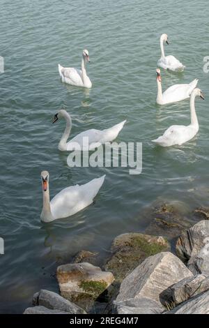 Cygnes muets : un groupe de cygnes muets glisse gracieusement dans les eaux du Danube à Vienne, en Autriche. Assistez à la beauté sereine de ces maje Banque D'Images