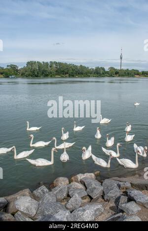 Cygnes muets : un groupe de cygnes muets glisse gracieusement dans les eaux du Danube à Vienne, en Autriche. Assistez à la beauté sereine de ces maje Banque D'Images