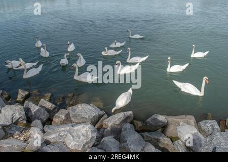 Cygnes muets : un groupe de cygnes muets glisse gracieusement dans les eaux du Danube à Vienne, en Autriche. Assistez à la beauté sereine de ces maje Banque D'Images