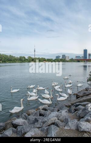 Cygnes muets : un groupe de cygnes muets glisse gracieusement dans les eaux du Danube à Vienne, en Autriche. Assistez à la beauté sereine de ces maje Banque D'Images
